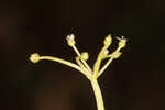 Carolina grasswort